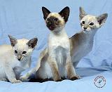 Siamese Cat 9W055D-112